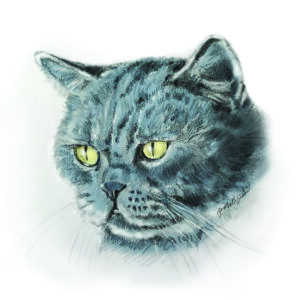Digital Teddie Cat Download